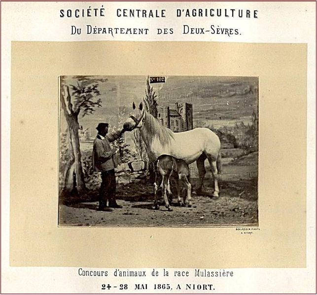 Fichier:1865 cheval et poulain.jpg