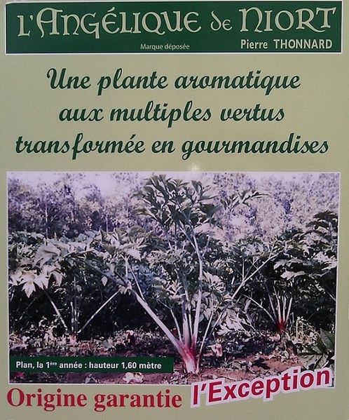 Fichier:Info angelique.jpg