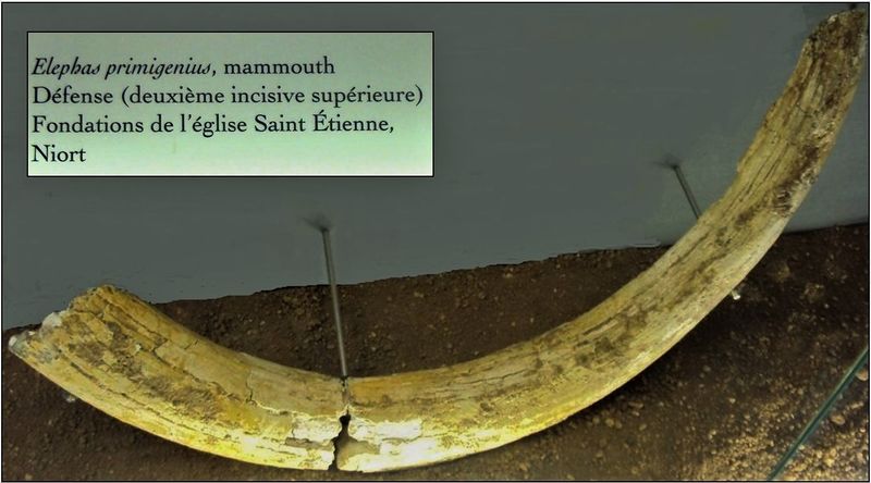 Fichier:Eglise St Etienne Mammouth.jpg