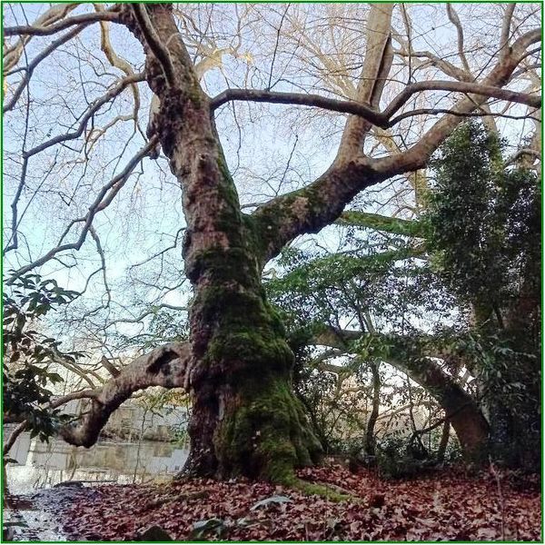 Fichier:Platane Sevre St Pez.jpg