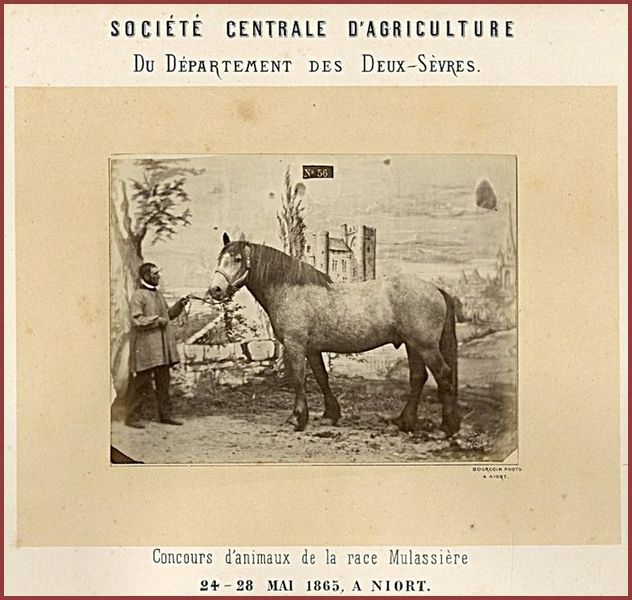 Fichier:1865 cheval.jpg