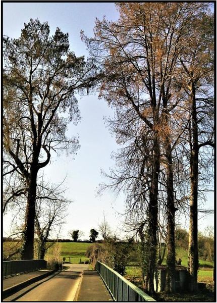 Fichier:CYPRES CHAUVE Surimeau 2019.jpg