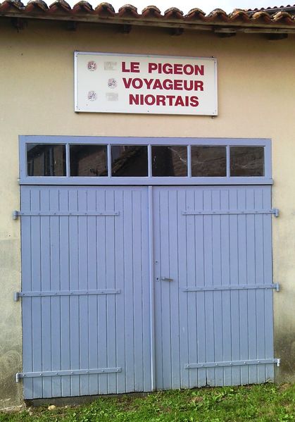 Fichier:Pigeon Niortais Chey.jpg