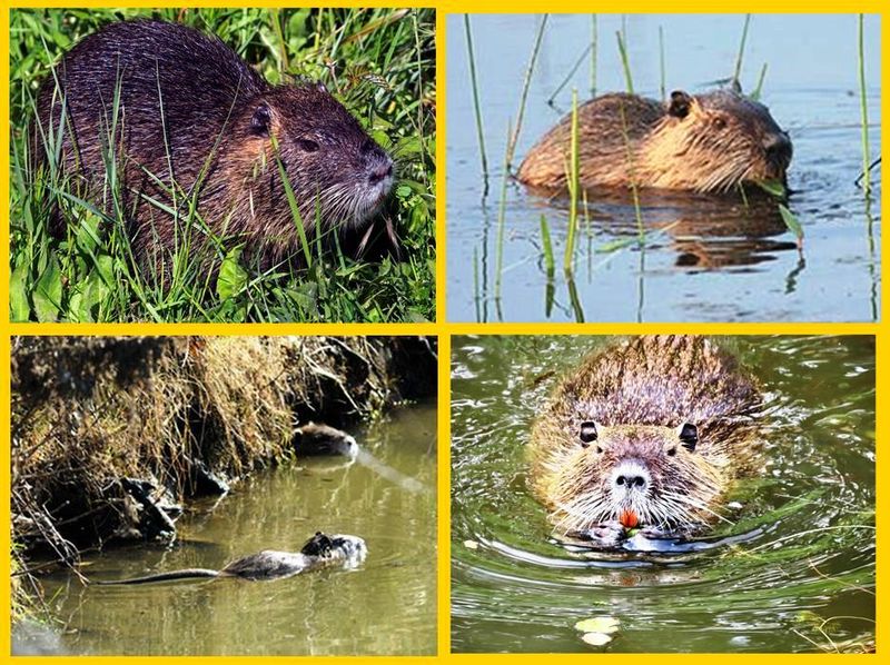 Fichier:Ragondion Marais.jpg